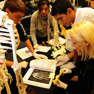 Students examine a skeleton together